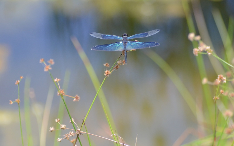 1080P, Dragonfly, Macro, Insect, Photography