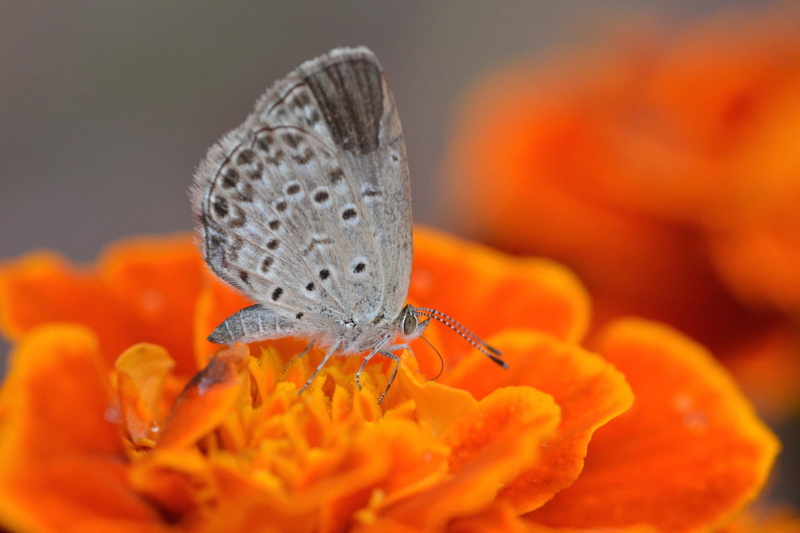 pollination, pollen, petal, flowering plant, plant, lepidoptera, orange, flower, invertebrate, close-up, animals in the wild, flowers, animal, orange color