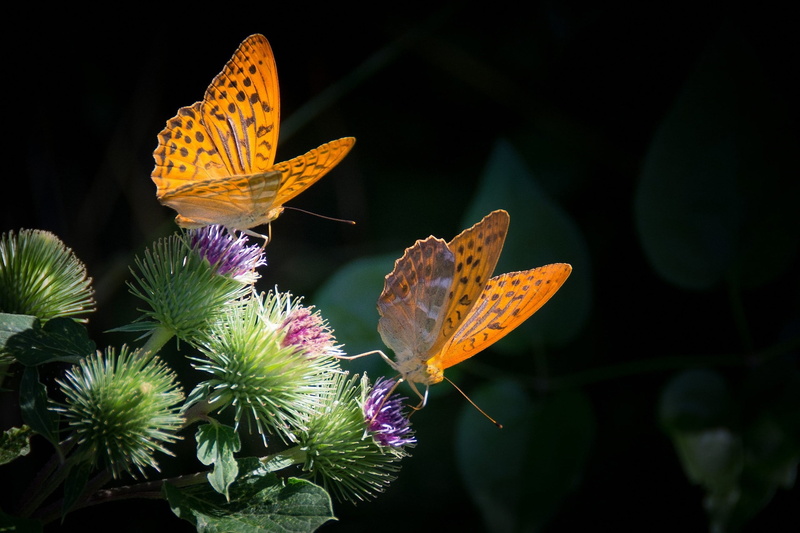 invertebrate, pollen, animal wildlife, lepidoptera, fragility, outdoors, plant part, insect, nature, petal, animals in the wild, animal wing, flower head