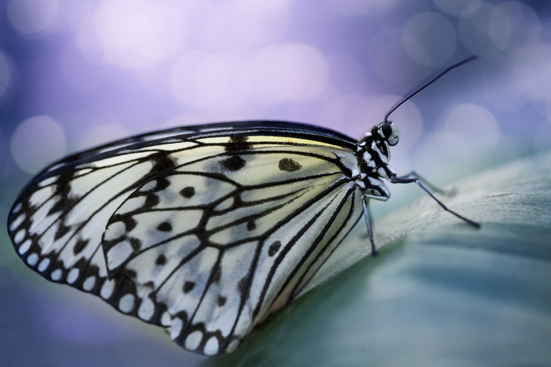 lepidoptera, insect, butterfly, animals, 2K, macro