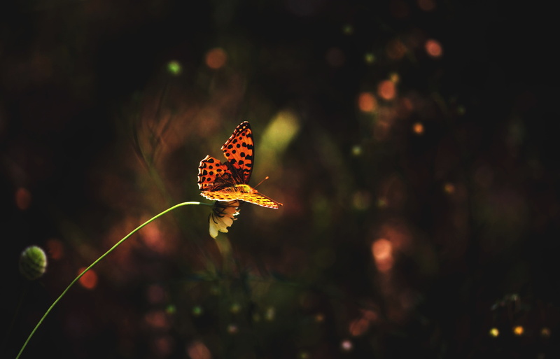 spangled, plant, day, fragility, outdoors, animal wildlife, summer, yellow, photo, great, season, beauty In Nature, animal, red, close-up, green Color