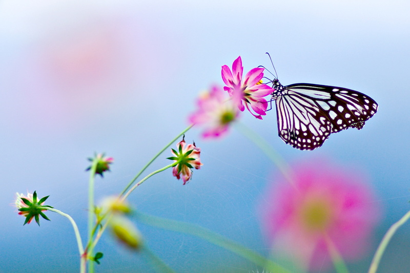 blossom, animal wildlife, multi Colored, insect, colors, yellow, summer, green Color, 5K, season, sunlight, animal themes, kite, beauty In Nature, color Image