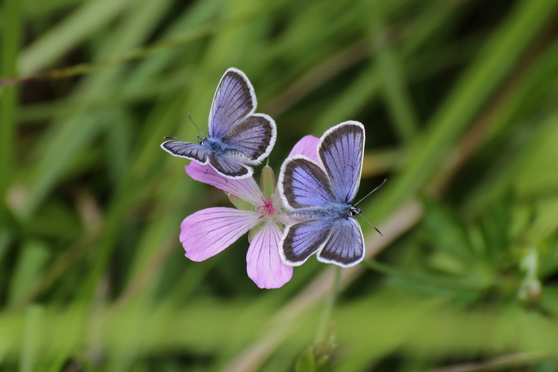 insect, purple, growth, freshness, petal, lepidoptera, macro, beauty in nature, flowering plant, butterfly, inflorescence, one animal, flower, animal, grass