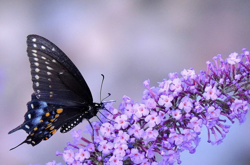 animals, 1080P, flowers, insect, purple flowers, macro, butterfly