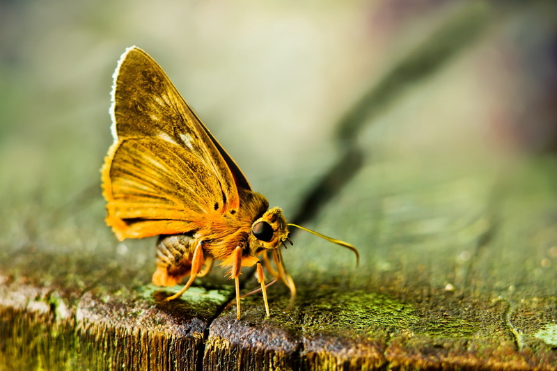 animal, day, green color, butterfly, grass, one animal, lepidoptera, beauty in nature, nature, outdoors, animals, close-up, no people, macro, focus on foreground