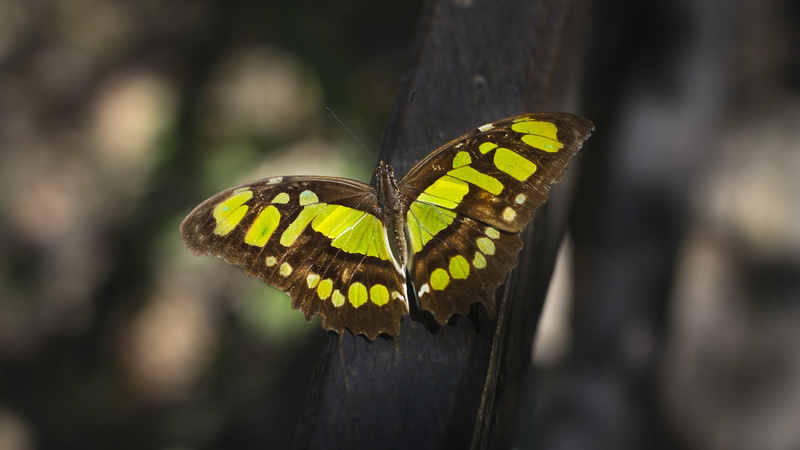 day, no people, animal themes, beauty in nature, invertebrate, animal, 1080P, lepidoptera, animals in the wild, flower, butterfly, outdoors, animal markings