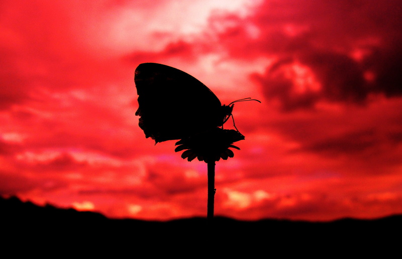 outdoors, petal, silhouette, plant stem, flower, lepidoptera, no people, freshness, butterfly, vulnerability, flowering plant, red, insect, animals, cloud - sky