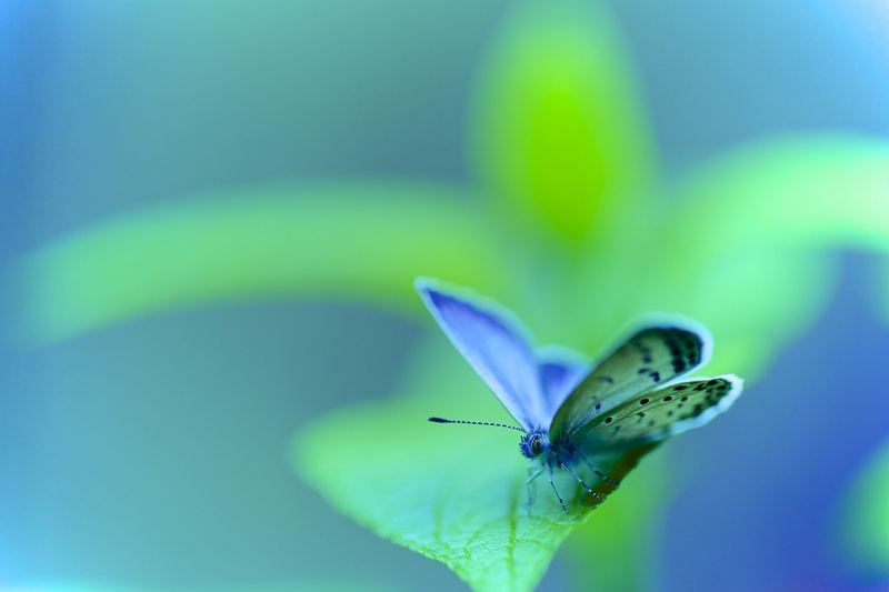 1080P, insect, lepidoptera, macro, animals