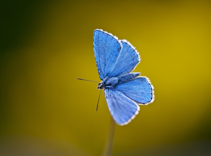 beauty in nature, blue, invertebrate, animals in the wild, butterfly - insect, plant, zoology, nature, lepidoptera, yellow, butterfly, no people, one animal