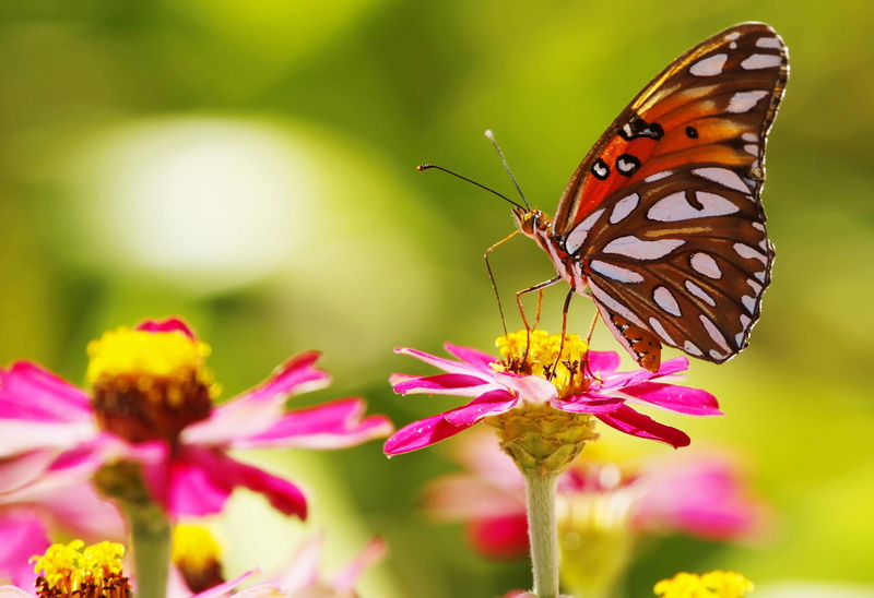 flower head, close-up, animals, pollen, lepidoptera, animals in the wild, one animal, flowers, flowering plant, 1080P, macro, animal wing, animal themes