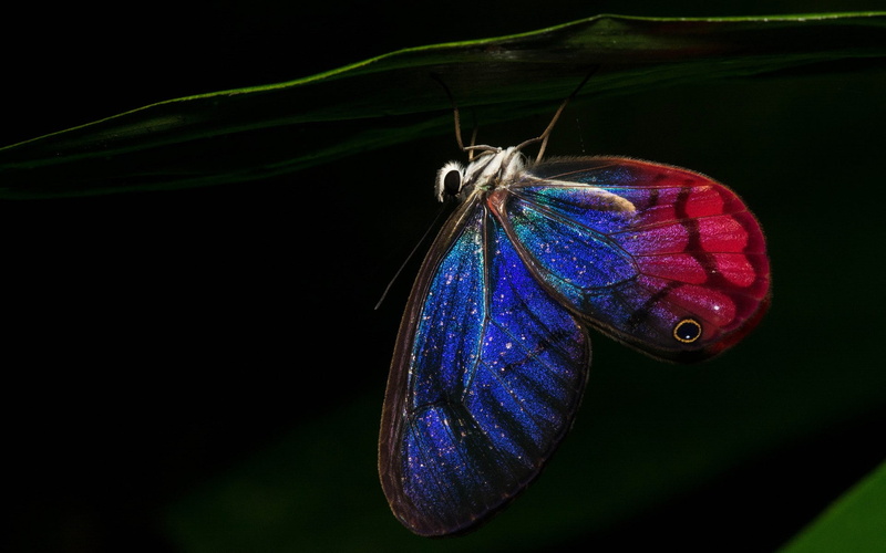 1080P, macro, lepidoptera, insect
