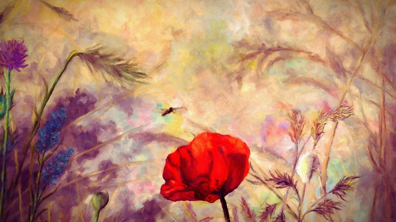 outdoors, bird, flying, 2K, day, no people, poppies, fragility, autumn, thistles, red, vulnerability, orange color, painted, beauty in nature, flower