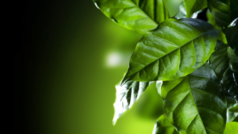 green color, day, branch, close up, plant, leaf, copy space, green leaves, growth, single object, tree, no people, outdoors, coffee leaf, focus on foreground