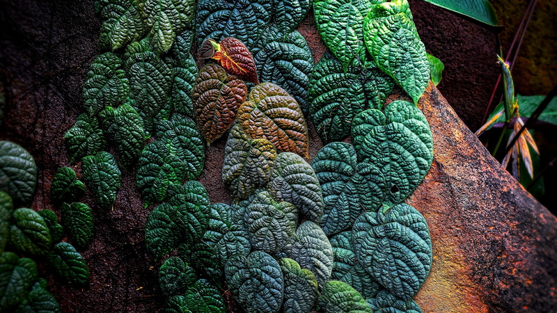 leaves, close up, macro photography, green leaves, leaf, plant, green, 4K