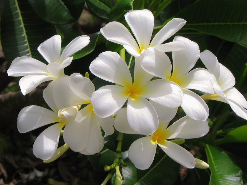 flower, white, day, plant, flower head, frangipani, white flower, vulnerability, growth, fragility, 1080P, thriving, exotic, petal, freshness, flowering plant