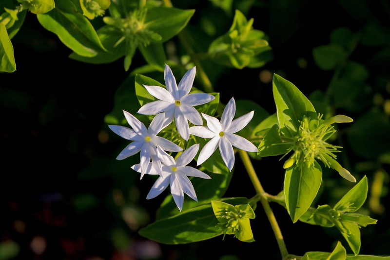 freshness, flowers, no people, nature, jasminum multiflorum, inflorescence, plant, white, growth, leaf, flowering plant, 5K, day, indian jasmine, white color