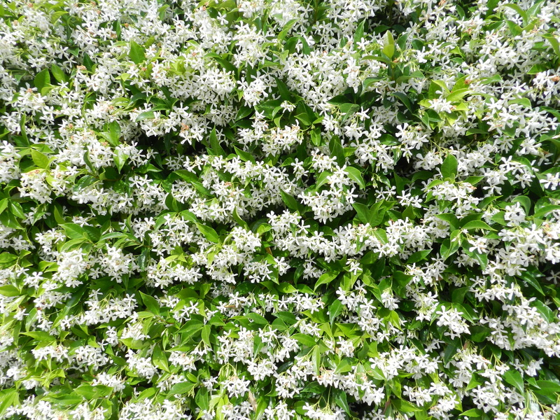flower head, flowers, fragility, Flower, springtime, white color, White, Jasmine, plant, no people, field, white, day, flowering plant, flower, Garden