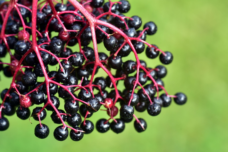 no people, freshness, healthy, sweet, 5K, elderberries, growth, eat, focus on foreground, black, food, grow, blueberry, berry fruit, elder, red, nature