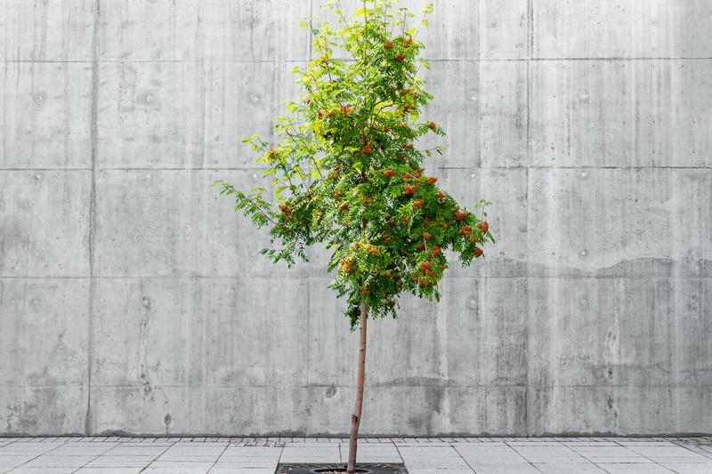 day, contradiction, urban, outdoors, 5K, street, tree, contrast, mountain-ash, building exterior, concrete, architecture, leaf, wall - building feature