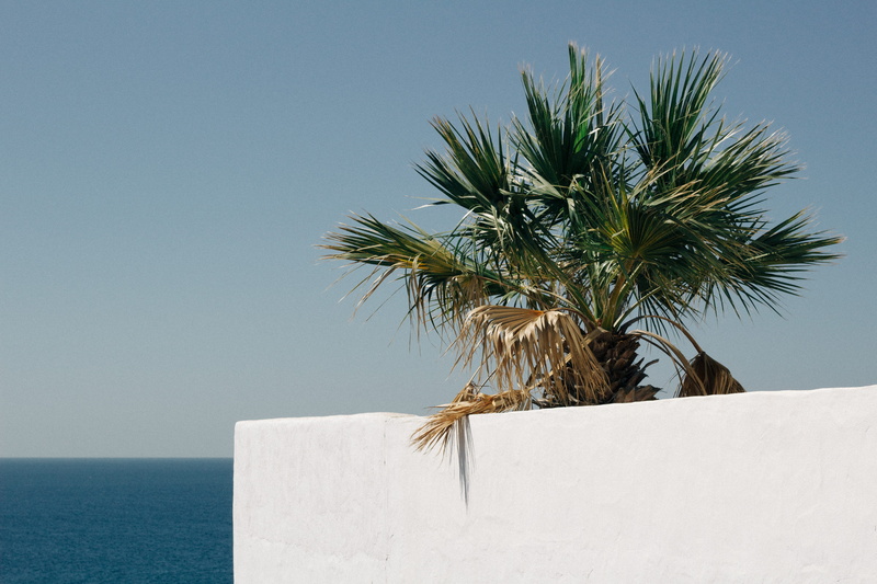 plant, copy space, sky, palm tree, horizon over water, white, no people, horizon, water, palm leaf, 4K, tree, wall, concrete, tranquility, outdoors, day