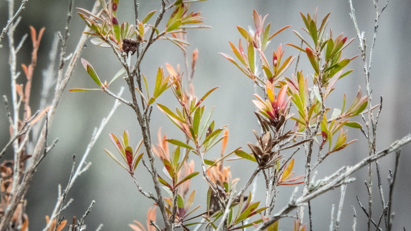 photo, togs, bushfire, green  group, pink, closeup, englewood, adelaide, white, 4K, meetup, bridgewater, season, lumix, stalks, red leaf, photography