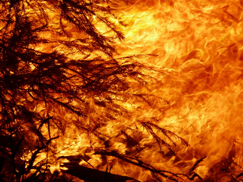 fire, bonfire, 2K, flame, burning, day, tree, close-up, low angle view, plant, bushfire, sky, fire - natural phenomenon, sunset, backgrounds, beauty in nature