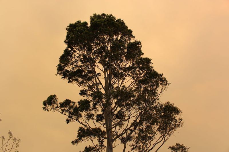 sky, non-urban scene, sun, tranquility, scenics - nature, plant, environment, growth, tranquil scene, branch, cloudy, clear sky, silhouette, bushfire, single tree