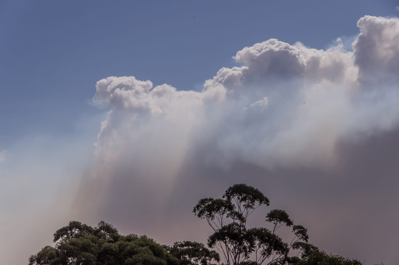 sunlight, plant, low angle view, outdoors, nature, 2K, day, idyllic, environment, cloud - sky, Bushfire, Clouds, tranquility, blue, tranquil scene, scenics - nature