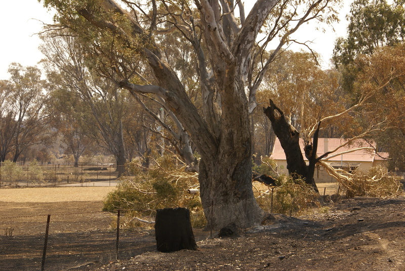 non-urban scene, australia, tree, sunlight, landscape, no people, tranquil scene, park, trunk, park - man made space, bare tree, nature, branch, beauty in nature