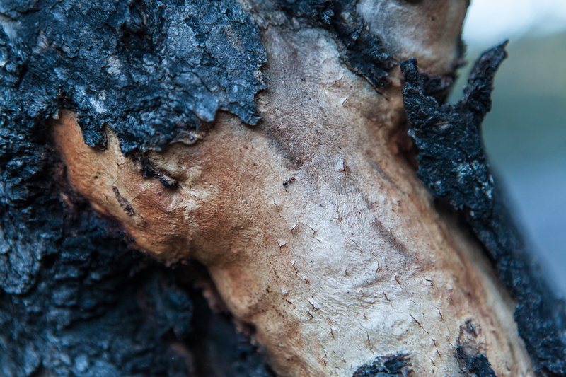 ant, national park, bush fire, outdoors, tree trunk, close-up, no people, body part, underwater, nature, animal themes, textured, water, tree, saint ives