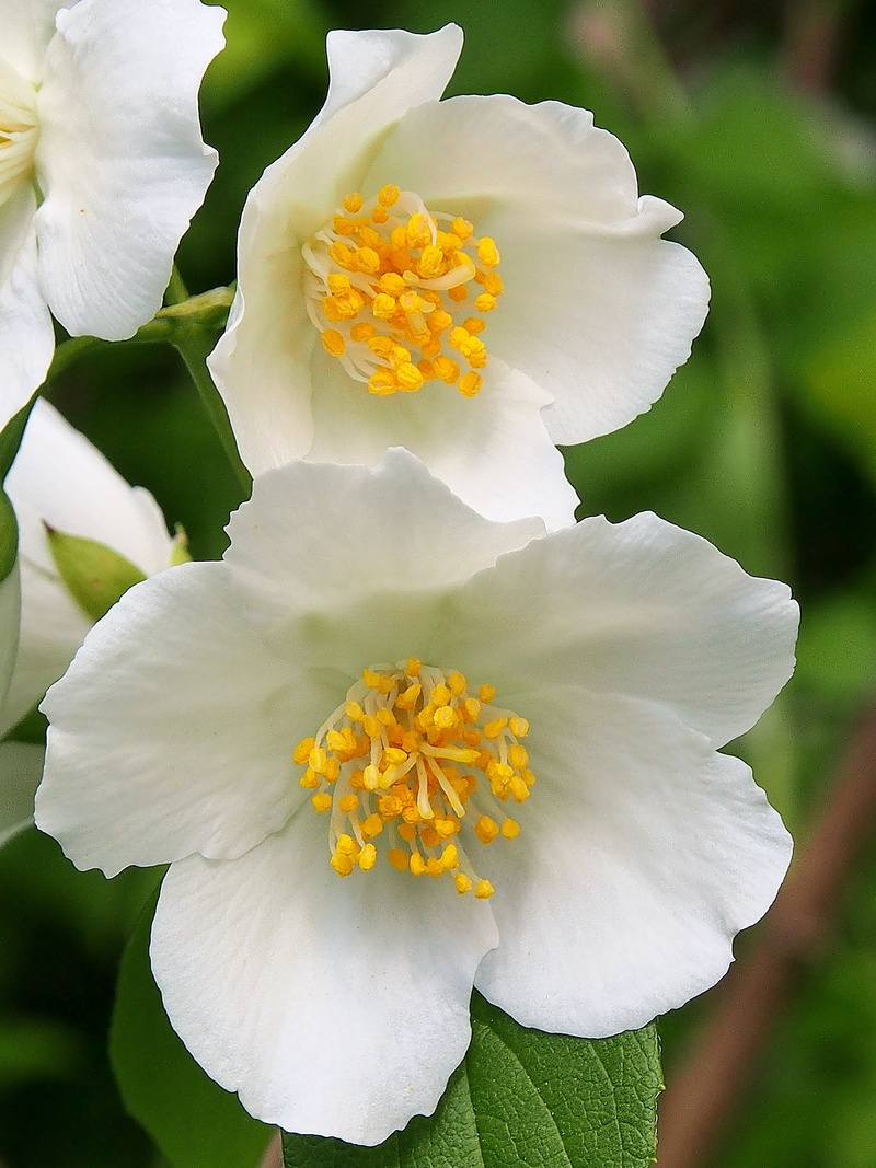nature, fragility, focus on foreground, beauty in nature, flower head, white jasmine, plant part, vulnerability, close up, no people, 4K, summer, inflorescence
