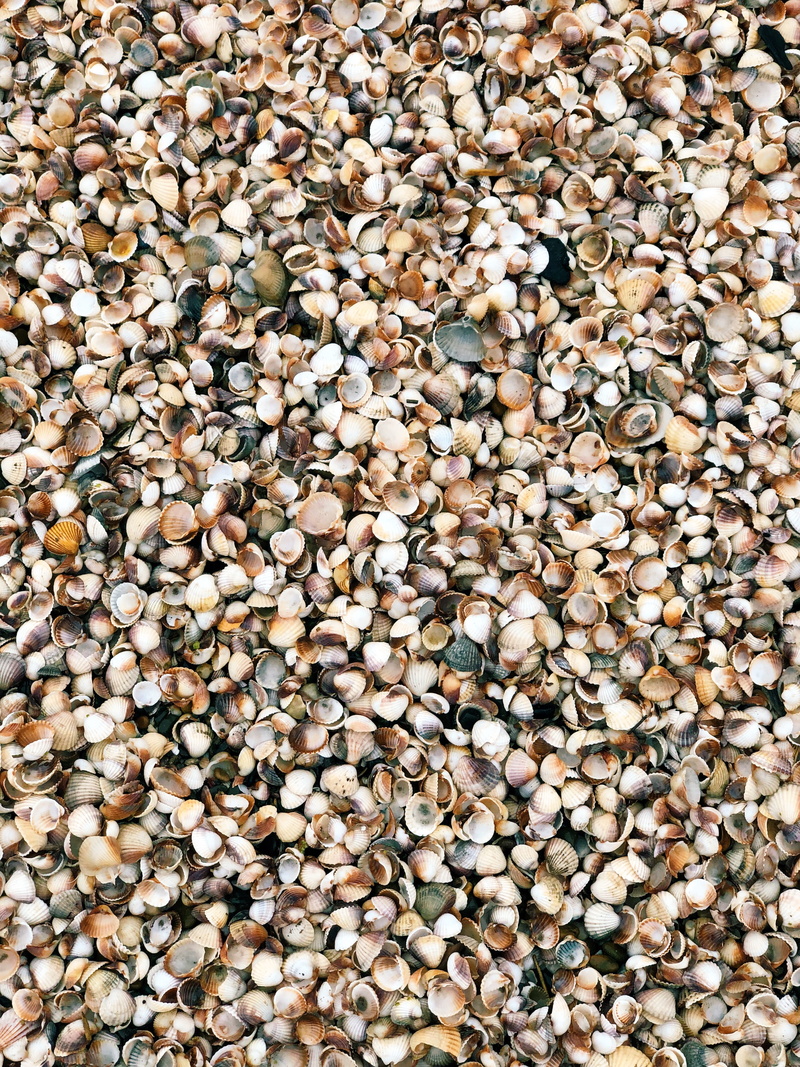 large group of objects, shells, healthy eating, abundance, texture, rug, freshness, outdoors, seashell, pattern, high angle view, no people, animal, shell