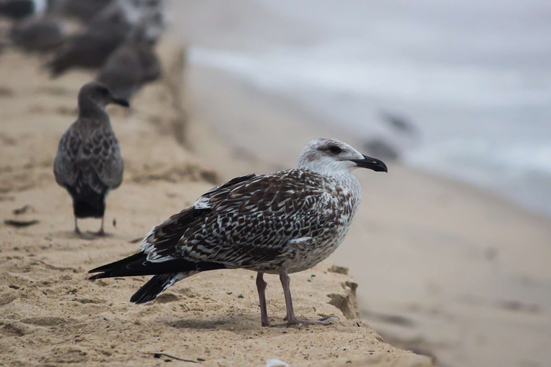 two animals, seagulls, day, birds, land, 2K, vertebrate, animal themes, bird, animals, no people, plumage, animal wildlife, beach, group of animals, close-up