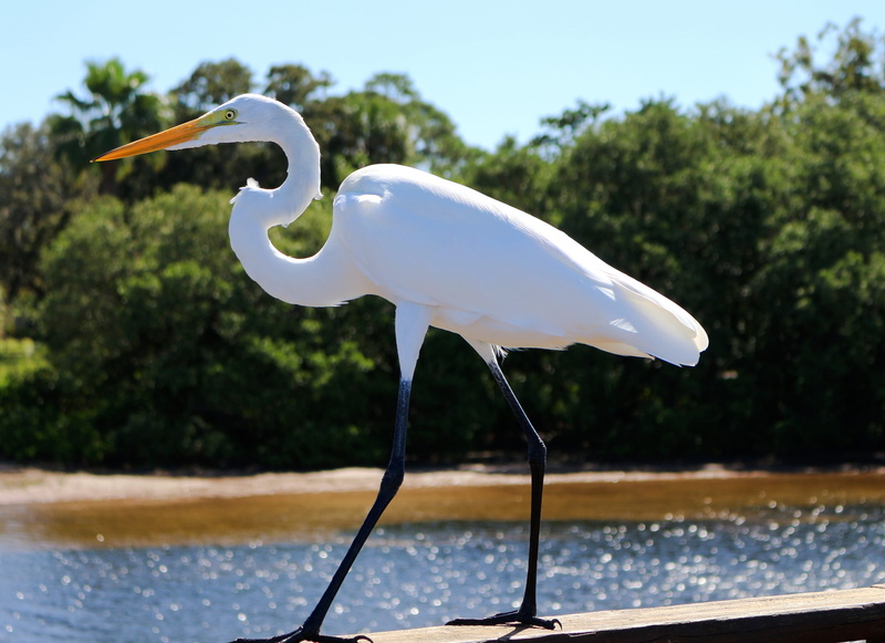 one animal, costa, florida, animals in the wild, gulf of mexico, animal wildlife, vertebrate, animal, white color, platform, beak, lake, near, plant, body