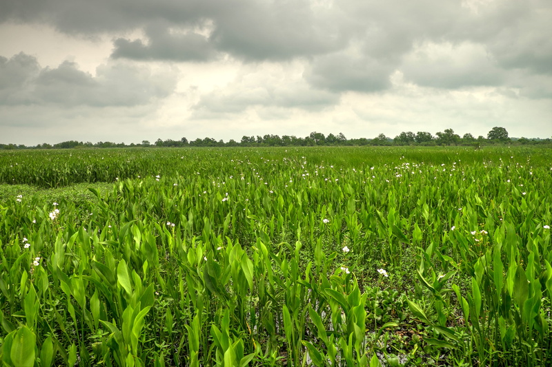 field, cereal plant, gulf of mexico, dam, storm, marrero, wetlands, crop, la, usa, cloud - sky, land, bayou, reptile, fauna, no people, alligator, day