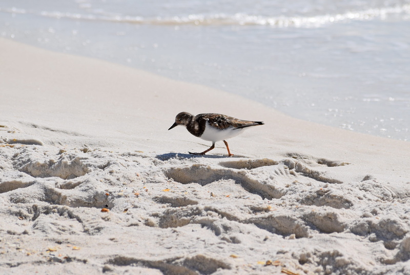 sea, standing, black, animal themes, animal wildlife, seashore, side view, ruddy turnstone, water, vertebrate, sand, no people, beauty in nature, shore bird