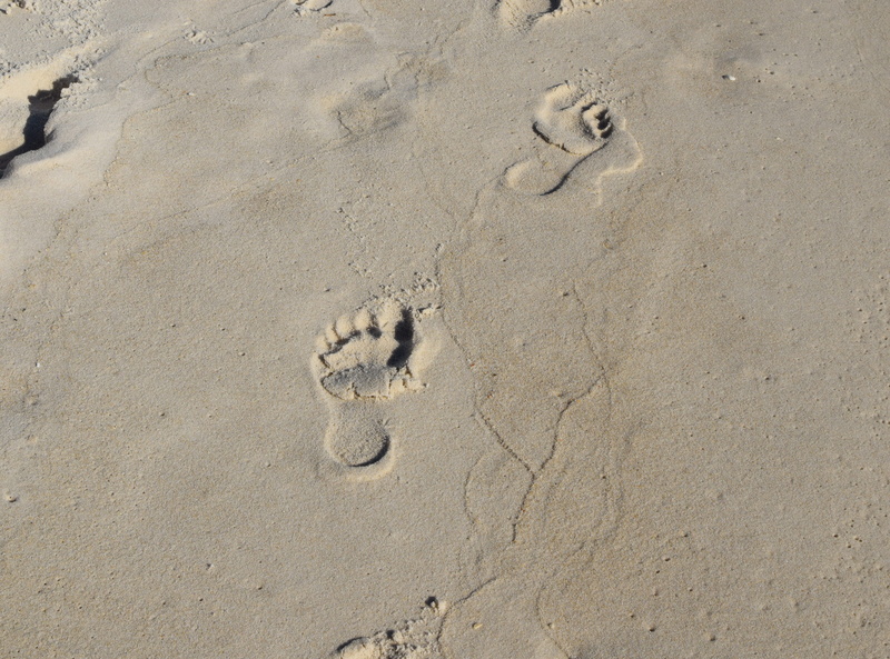 daytime, beach, land, no people, footprints, footprints in the sand, full frame, nature, gulf of mexico, representation, backgrounds, track, peaceful, print