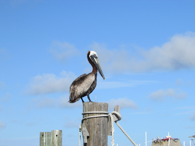 america, cloud - sky, animals in the wild, built structure, post, beach, architecture, perching, wooden post, gulf, wood - material, gulf coast, no people