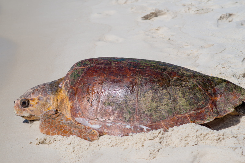 nature, animal, land, animal themes, gulf of mexico, no people, animals in the wild, animal head, 5K, marine, animal wildlife, sea, vertebrate, sea turtle