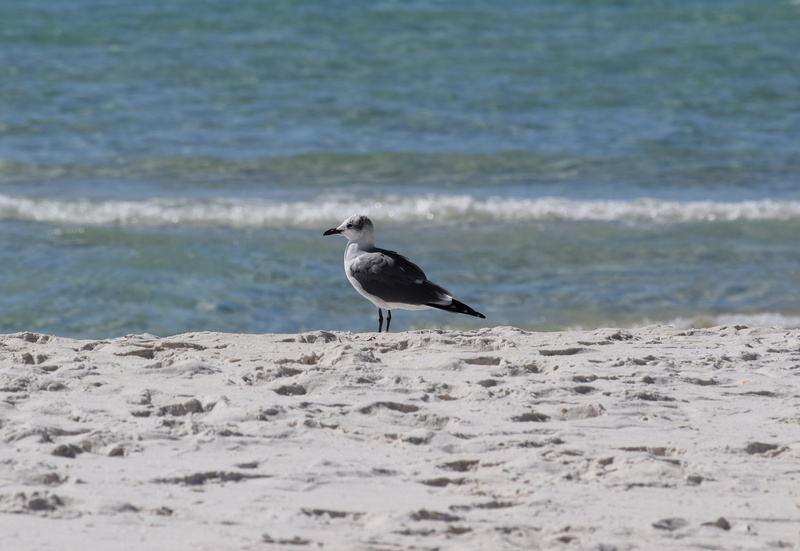 bird, travel, animals in the wild, animal, nature, sand, sea, one animal, gull, panama city beach, shore bird, beach, wave, 4K, perching, day, land, no people