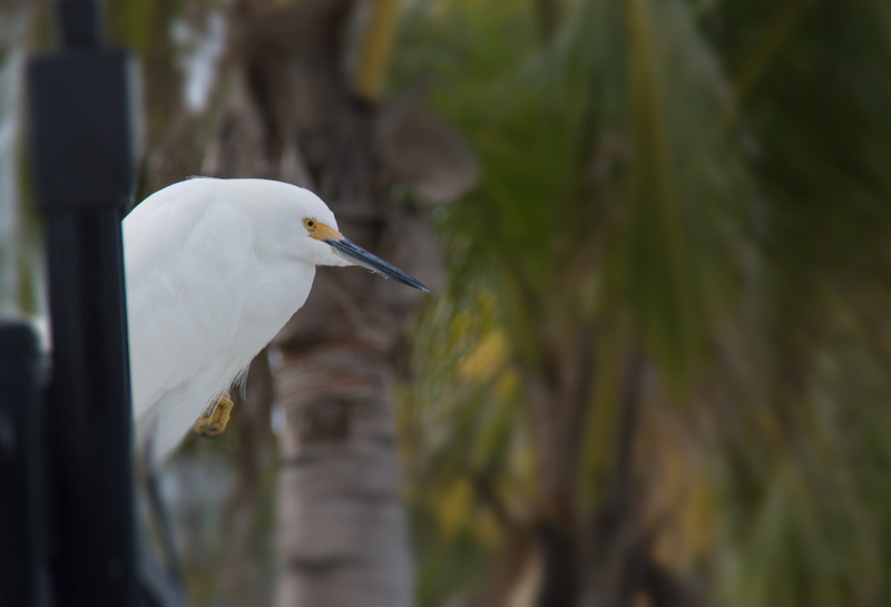white color, 4K, shore birds, gulf of mexico, animal wildlife, vertebrate, anna maria island, one animal, wooden post, beak, focus on foreground, pensive