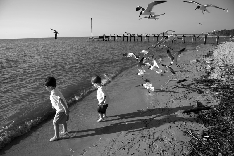 black and white, child, group of animals, shoreline, nature, outside, beach, vertebrate, lifestyles, childhood, real people, flocks, bird, pier, 2K, boys
