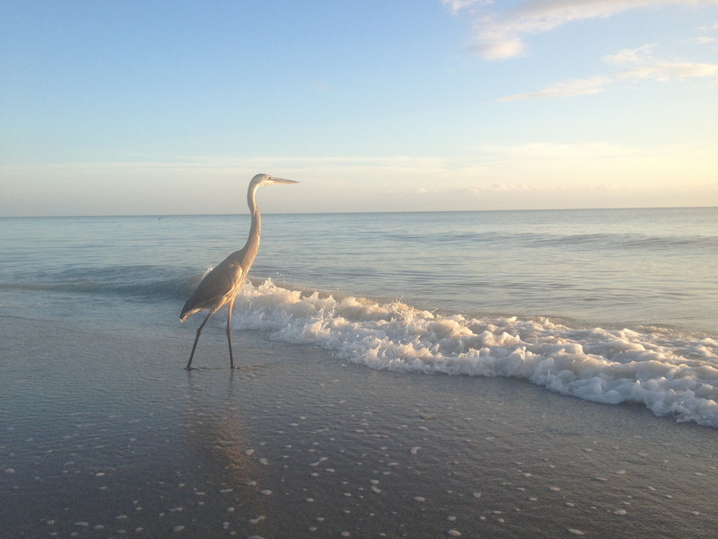 evening, horizon, animal wildlife, gulf of mexico, motion, blue, horizon over water, by the sea, sun and sea, blue sky, shallow, holiday, wave, no people
