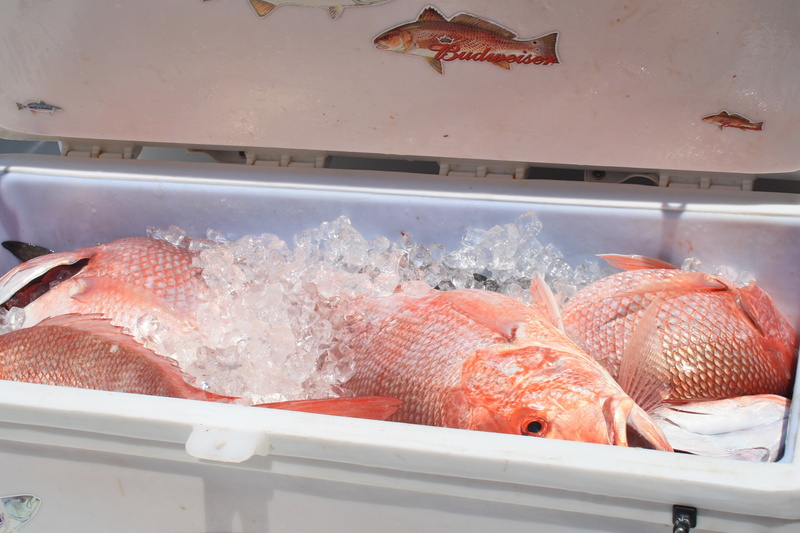 ice, food and drink, nature, food, water, no people, raw food, louisiana, fishing, seafood, angling, freshness, fresh fish, fish market, group of animals