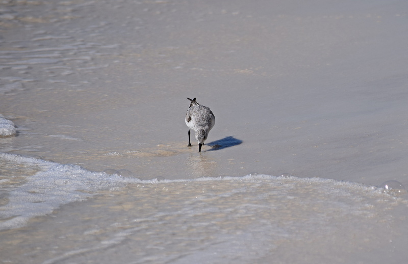 no people, sanderling, panama city beach, mammal, land, sea, animal themes, day, 4K, animals in the wild, one animal, travel, beauty in nature, outdoors