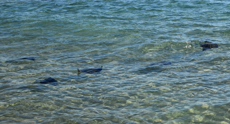 fall, group of animals, marine, migration, outdoors, panama city beach, animal wildlife, sand, stingrays in the surf, high angle view, animal themes, tranquility
