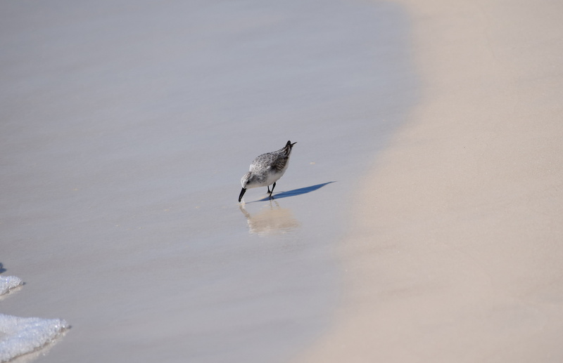 beach, animal, vertebrate, perching, panama city beach, gulf of mexico, bird, animal wildlife, high angle view, animal themes, shore bird, water, travel