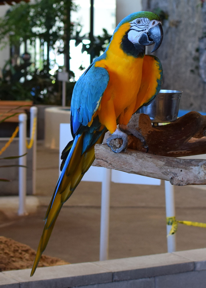 nature, wood - material, day, trained, parrot, perching, animal exhibit, vertebrate, animal, macaw, animal wildlife, gulf of mexico, bird exhibit, 2K