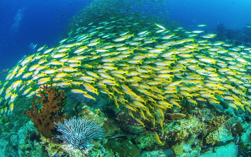 western, yellowtail, 1080P, abundant, hd, native, chrysurus, mexico, ocyurus, sea, ocean, snapper, caribbean, atlantic, gulf, including, species