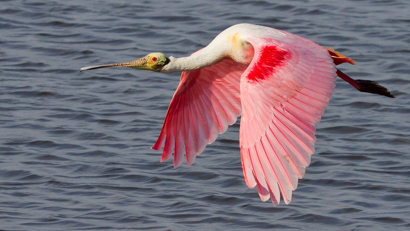 focus on foreground, lake, close-up, nature, bird, waterfront, one animal, animal body part, animal neck, 4K, roseate, animal, spoonbill, water